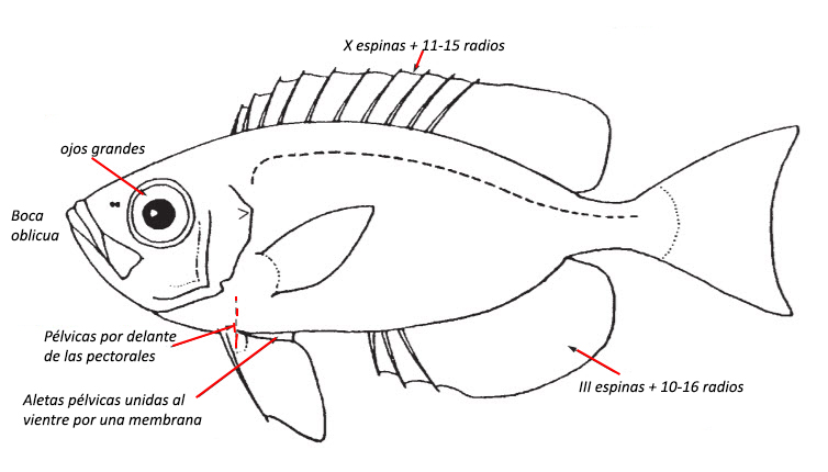 Familia Priacanthidae_01.jpg
